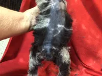 Jasmine, a female Miniature Schnauzer and Australian Shepherd for sale in Kilgore, TX – Photo 9 of 9