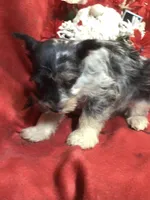 Jasmine, a female Miniature Schnauzer and Australian Shepherd for sale in Kilgore, TX – Photo 6 of 9