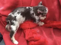 Jasmine, a female Miniature Schnauzer and Australian Shepherd for sale in Kilgore, TX – Photo 4 of 9