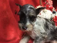 Jasmine, a female Miniature Schnauzer and Australian Shepherd for sale in Kilgore, TX – Photo 8 of 9