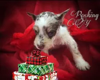 Jasmine, a female Miniature Schnauzer and Australian Shepherd for sale in Kilgore, TX – Photo 2 of 9