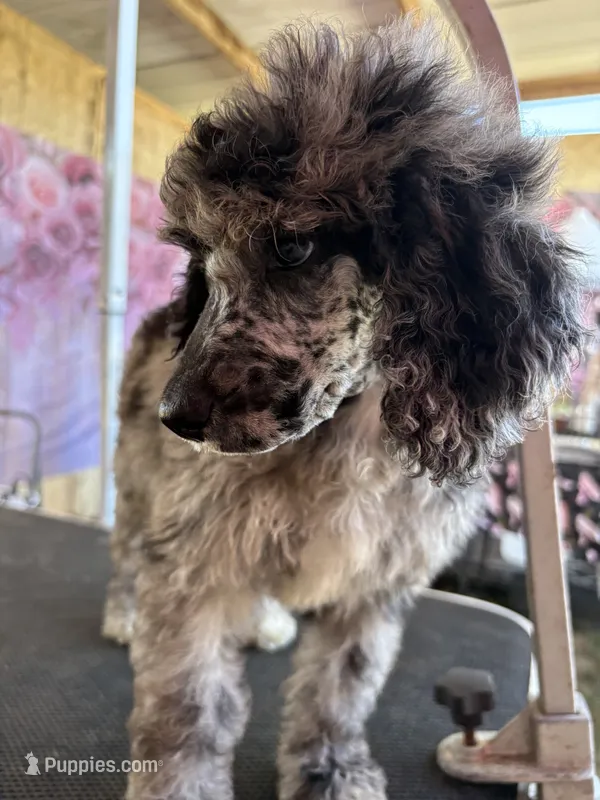 Rooster – Poodle - Standard  puppy for sale in Kilgore, TX
