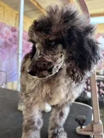 Rooster, a male Poodle - Standard  for sale in Kilgore, TX – 1 of 3