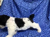 Reba, a female Miniature Schnauzer for sale in Kilgore, TX – Photo 2 of 3