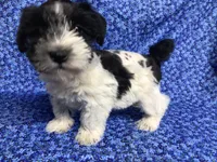 Reba, a female Miniature Schnauzer for sale in Kilgore, TX – Photo 1 of 3