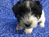 Reba, a female Miniature Schnauzer for sale in Kilgore, TX – Photo 3 of 3