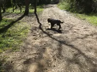 Tootsie, a female Poodle - Standard  for sale in Kilgore, TX – Photo 5 of 5