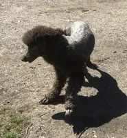 Tootsie, a female Poodle - Standard  for sale in Kilgore, TX – Photo 4 of 5