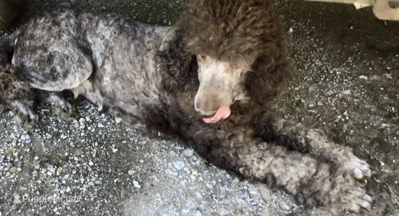 Tootsie, a female Poodle - Standard  for sale in Kilgore, TX – Photo 1 of 5