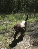 Tootsie, a female Poodle - Standard  for sale in Kilgore, TX – Photo 3 of 5