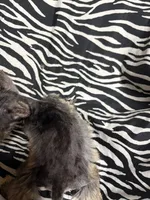 Loretta, a female Miniature Schnauzer for sale in Kilgore, TX – 2 of 2