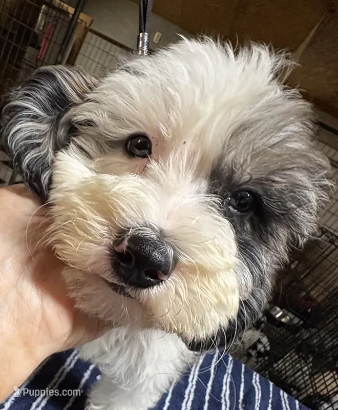 Sassy – Poodle - Multi-Colored Standard, Bernedoodle puppy for sale in Kilgore, TX