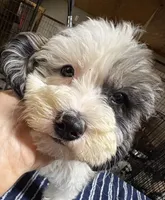 Sassy, a  Poodle - Multi-Colored Standard and Bernedoodle for sale in Kilgore, TX – 1 of 3