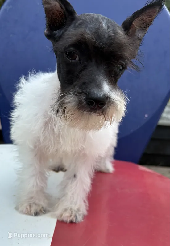 Daisy – Miniature Schnauzer puppy for sale in Kilgore, TX