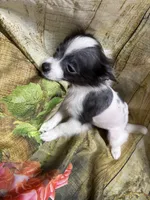 processed/0f0834d0-4bff-4841-826c-197664d9379d/listing/4339a7a9-d676-4594-b8be-ec823036577f/22dba633-6b1c-4d85-8a53-a3be17b2f792