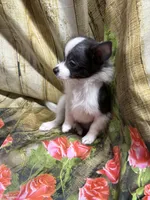 processed/0f0834d0-4bff-4841-826c-197664d9379d/listing/4339a7a9-d676-4594-b8be-ec823036577f/a120b962-4e13-4787-8245-6474a53b6cd6