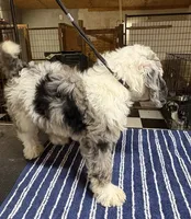 Sassy, a  Poodle - Multi-Colored Standard and Bernedoodle for sale in Kilgore, TX – 2 of 3