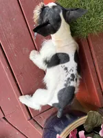 Munchie, a  Miniature Schnauzer for sale in Kilgore, TX – 1 of 2