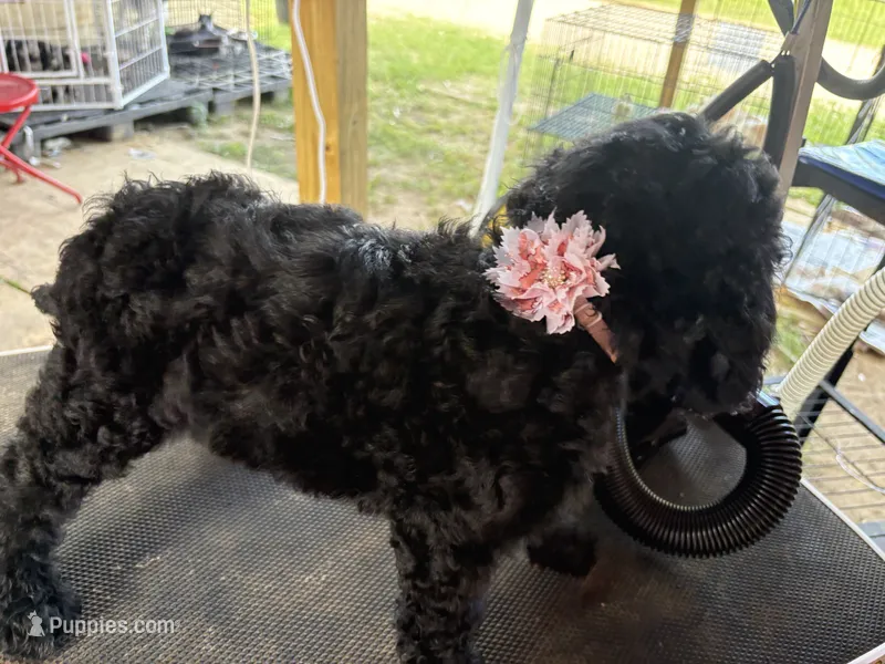Smokey She Bear – Poodle - Standard  puppy for sale in Kilgore, TX