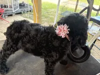 Smokey She Bear, a female Poodle - Standard  for sale in Kilgore, TX – 1 of 5
