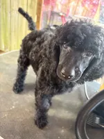Smokey She Bear, a female Poodle - Standard  for sale in Kilgore, TX – 4 of 5