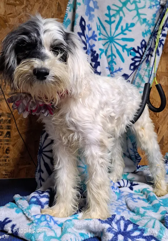 Maddie, a female Miniature Schnauzer and Schnoodle for sale in Kilgore, TX – Photo 1 of 2