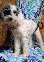 Maddie, a female Miniature Schnauzer and Schnoodle for sale in Kilgore, TX – Photo 1 of 2