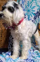 Maddie, a female Miniature Schnauzer and Schnoodle for sale in Kilgore, TX – Photo 2 of 2