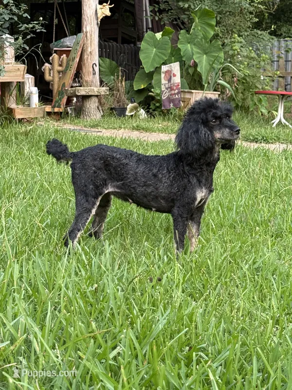 Chanel – Poodle - Miniature  puppy for sale in Kilgore, TX