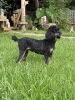 Chanel, a female Poodle - Miniature  for sale in Kilgore, TX – 1 of 3