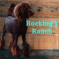 April, a female Poodle - Standard  for sale in Kilgore, TX – Photo 7 of 7