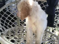 April, a female Poodle - Standard  for sale in Kilgore, TX – Photo 3 of 7