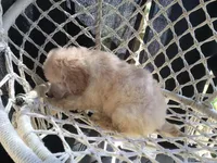 April, a female Poodle - Standard  for sale in Kilgore, TX – Photo 4 of 7