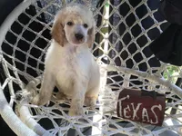 April, a female Poodle - Standard  for sale in Kilgore, TX – Photo 2 of 7