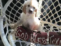 April, a female Poodle - Standard  for sale in Kilgore, TX – Photo 1 of 7