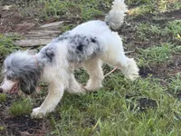 Milo, a male Poodle - Miniature  for sale in Kilgore, TX – 7 of 7