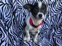 Sugar, a female Chinese Crested for sale in Kilgore, TX – Photo 1 of 4