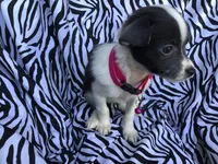 Sugar, a female Chinese Crested for sale in Kilgore, TX – Photo 4 of 4