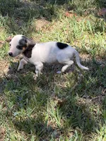 Spot, a male Miniature Dachshund for sale in Kilgore, TX – 4 of 4