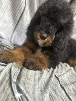 Bandit, a male Poodle - Miniature  for sale in Kilgore, TX – Photo 4 of 4