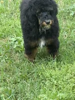 Bandit, a male Poodle - Miniature  for sale in Kilgore, TX – Photo 1 of 4