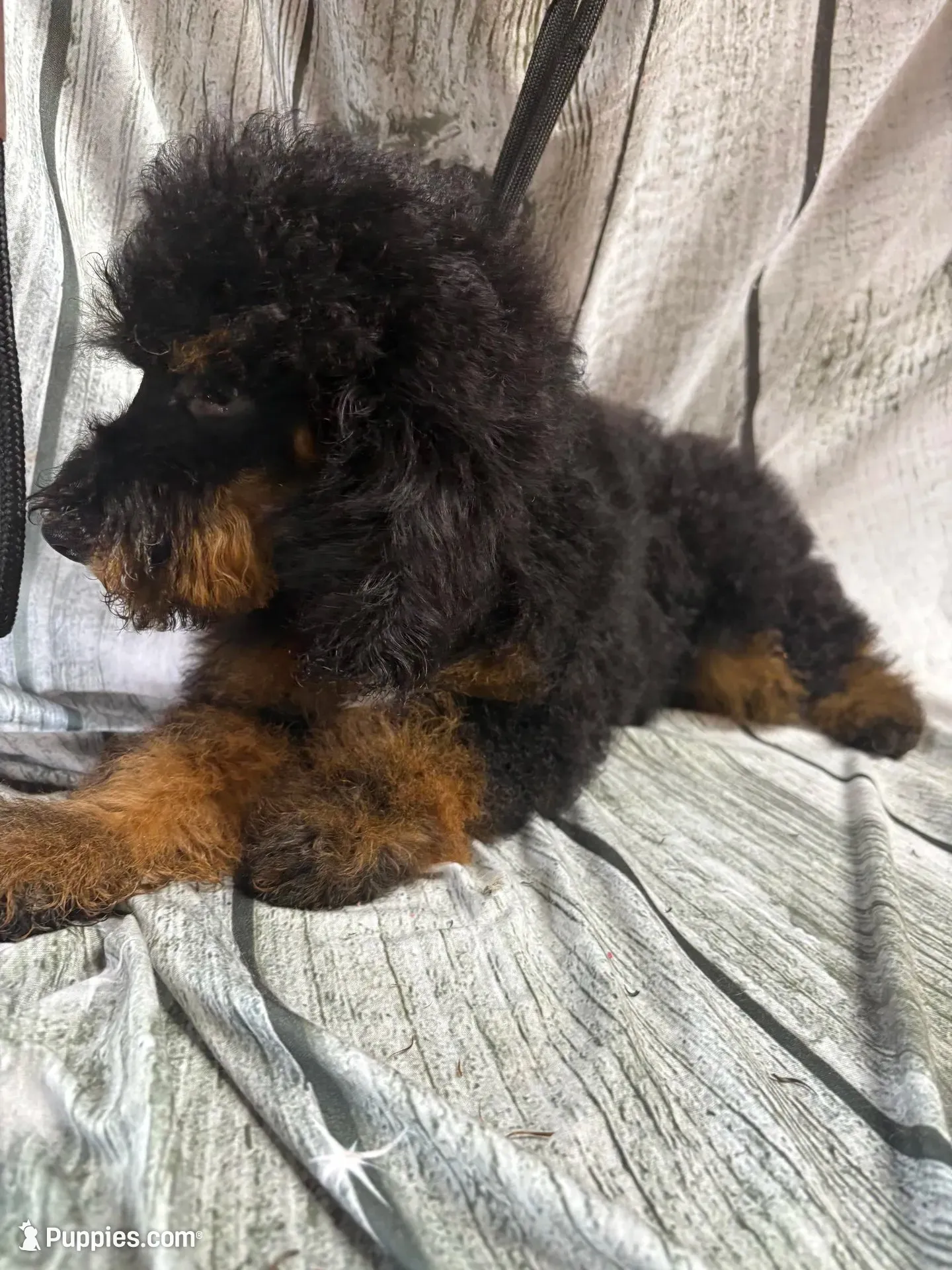 Bandit, a male Poodle - Miniature  for sale in Kilgore, TX – 7 of 7