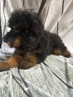 Bandit, a male Poodle - Miniature  for sale in Kilgore, TX – Photo 2 of 4