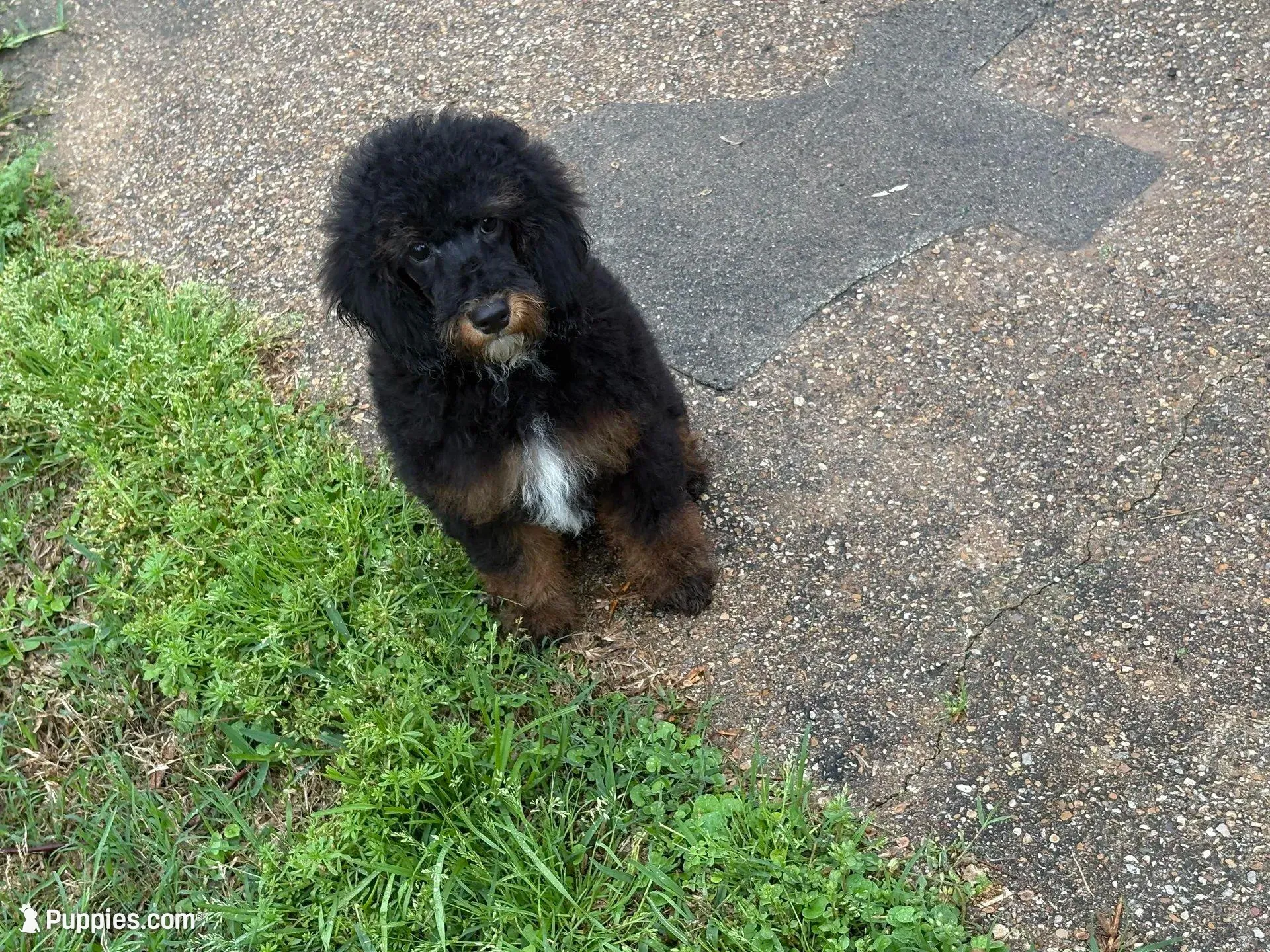 Bandit, a male Poodle - Miniature  for sale in Kilgore, TX – Photo 6 of 7
