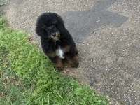 Bandit, a male Poodle - Miniature  for sale in Kilgore, TX – Photo 3 of 4