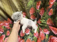 processed/0f0834d0-4bff-4841-826c-197664d9379d/listing/66c42781-6465-41ec-8cef-6534a639abdf/66c11ab0-7545-406c-ab3e-0369d97401e6