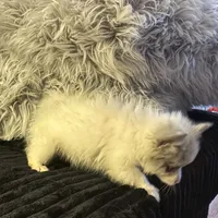 processed/0f0834d0-4bff-4841-826c-197664d9379d/listing/66c42781-6465-41ec-8cef-6534a639abdf/9ee46197-78e7-40f3-98a1-9db6ce846dfa