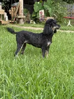 Chanel, a female Poodle - Miniature  for sale in Kilgore, TX – 2 of 3