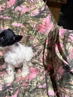 Tucker, a male Miniature Schnauzer for sale in Kilgore, TX – 3 of 5