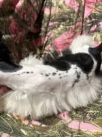 Tucker, a male Miniature Schnauzer for sale in Kilgore, TX – 2 of 5